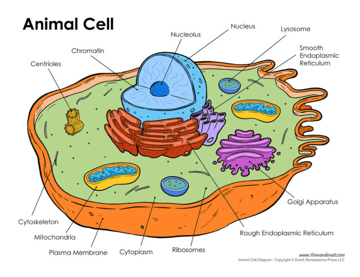 Animal Cell Coloring Labeled Org Incredible On Animal Cell — Db-excel.com