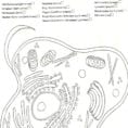 Animal Cell Coloring Page Az Coloring Pages For Animal Cell