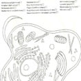 Animal Cell Coloring Page Az Coloring Pages For Animal Cell