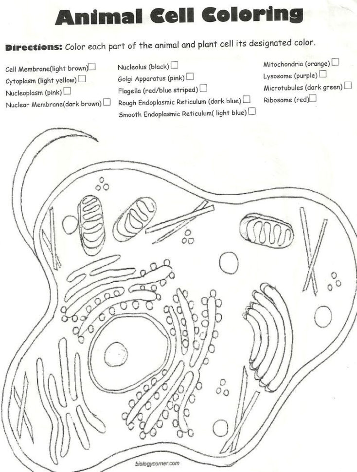 Animal Cell Coloring Page Az Coloring Pages For Animal Cell — db-excel.com