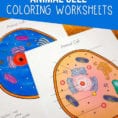 Animal Cell Coloring Worksheet