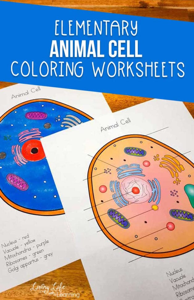 Animal Cell Coloring Worksheet