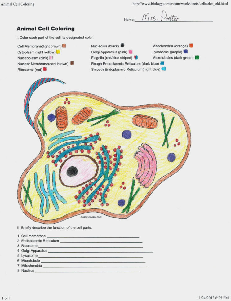 Animal Cell Coloring Worksheet Ereading Worksheets Bill Of