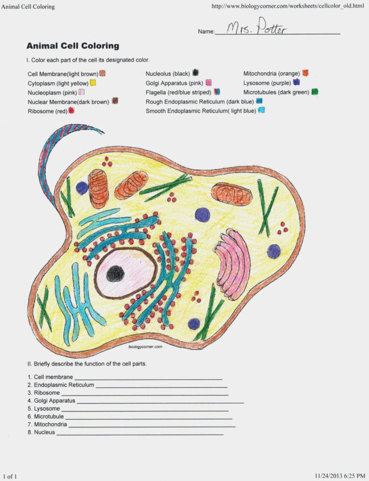 Animal Cell Coloring Worksheet Ereading Worksheets Bill Of
