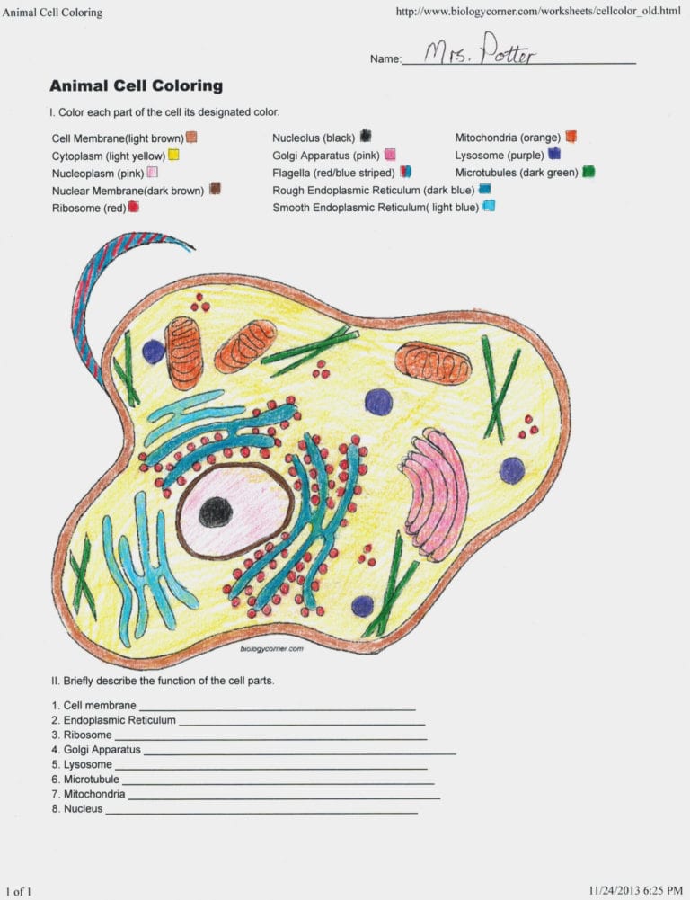 Animal Cell Coloring Worksheet — db-excel.com