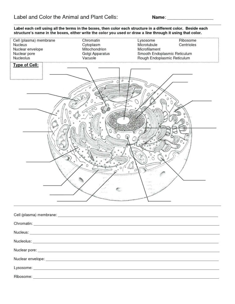 Animal Cell Diagram Coloring Worksheet – Templarcolorco