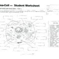 Animal Cell Diagram Coloring Worksheet – Templarcolorco