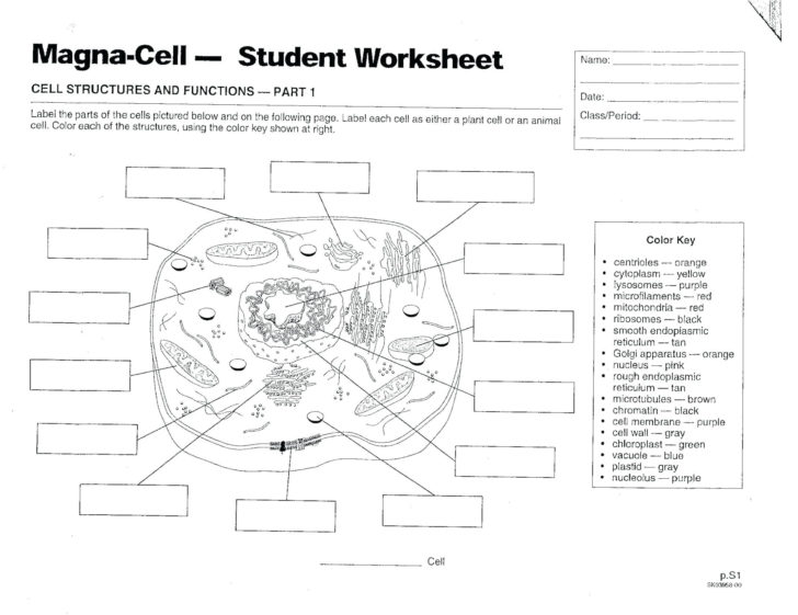 Animal And Plant Cells Worksheet Answers