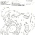 Animal Cell Drawing And Label Basic Easy Plant Worksheet