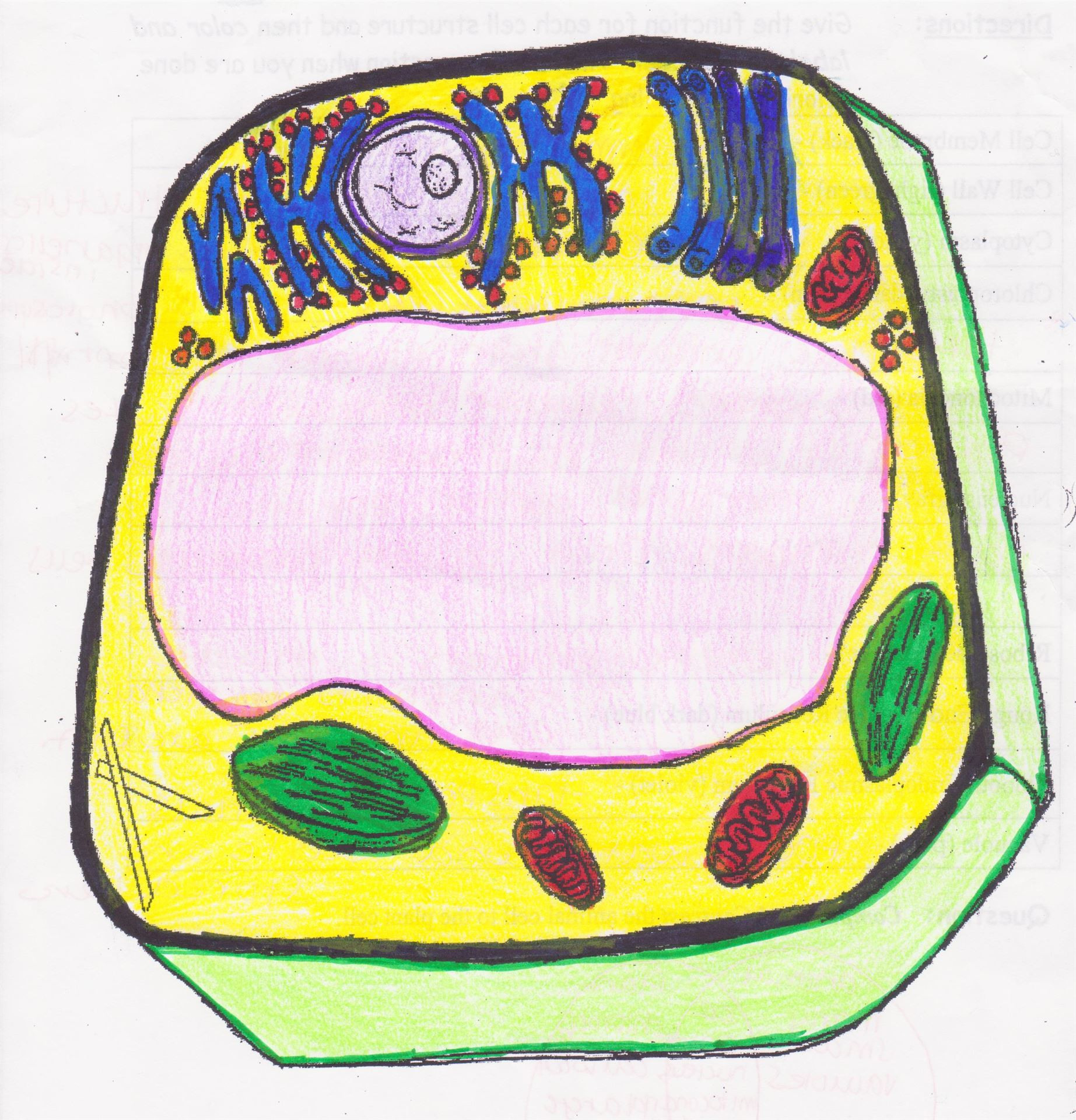 Animal Cell Drawing  Free Download Best Animal Cell Drawing