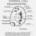 Animal Cell Worksheet Labeling Picture – Scarfoo – Label
