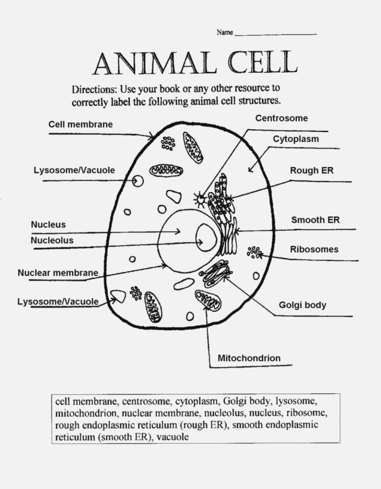 Animal Cell Worksheet Labeling Picture – Scarfoo – Label