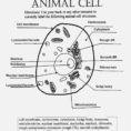 Animal Cell Worksheet Labeling Picture – Scarfoo – Label