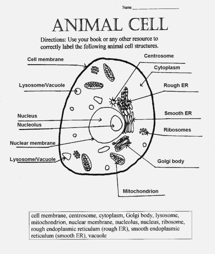 Animal Cell Worksheet Labeling — db-excel.com