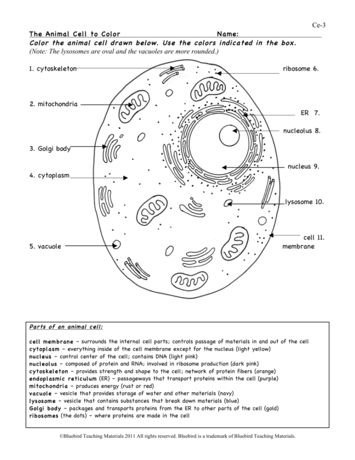 The Animal Cell Worksheet — db-excel.com