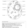 Animal Cell Ws