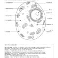 Animal Cell Ws