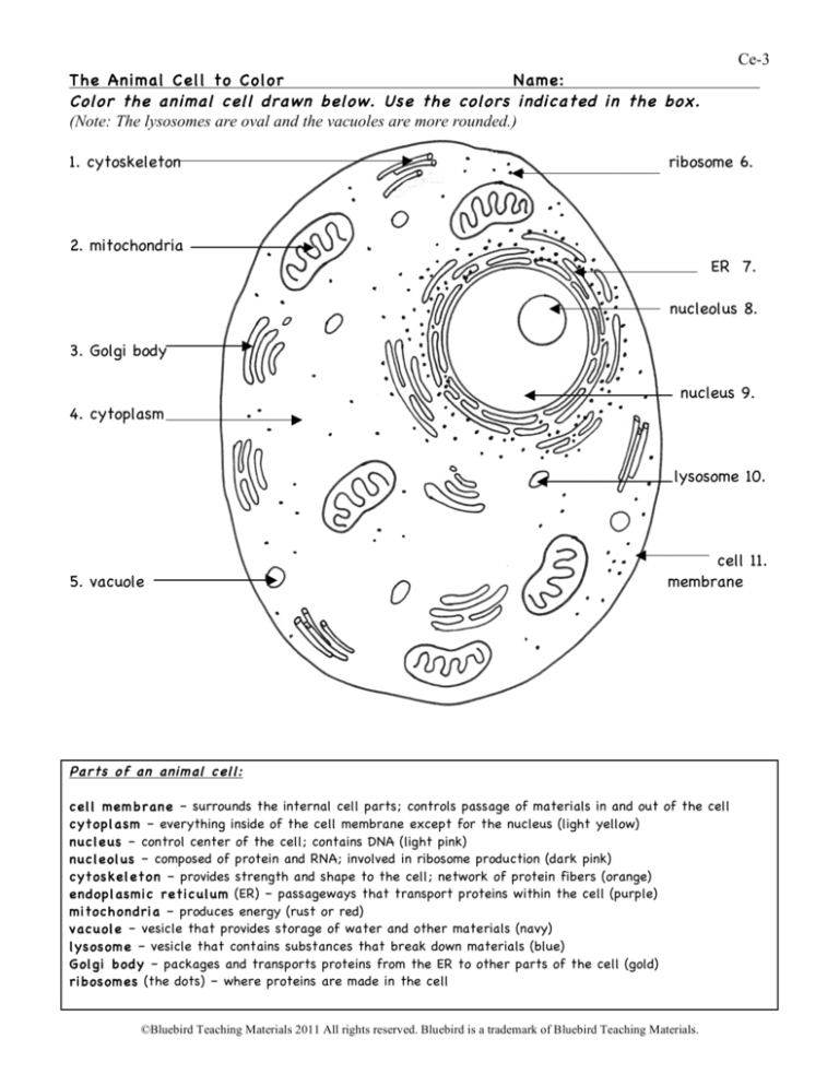 Animal Cell Worksheet — db-excel.com