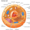 Animal Cells And The Membranebound Nucleus