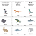 Animal Classification Tree  Code Avengers