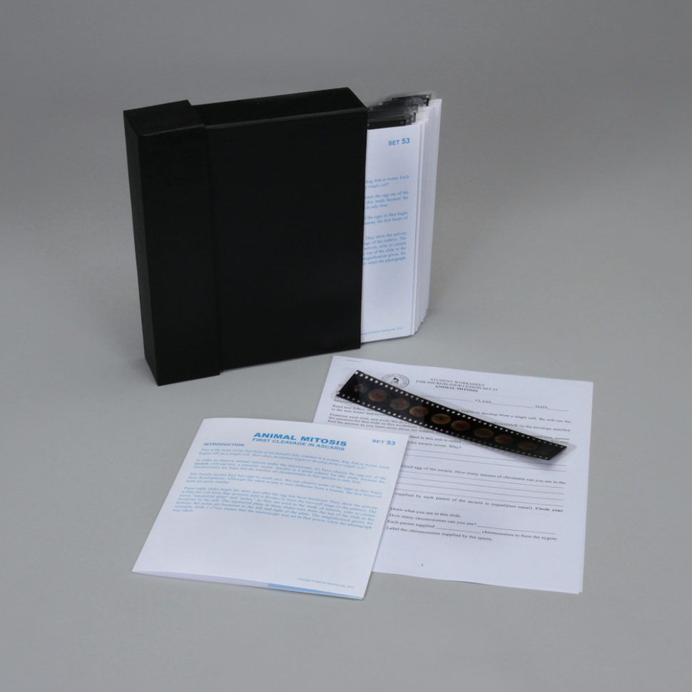 Animal Mitosis Microslide® Lesson Set Pack Of 30