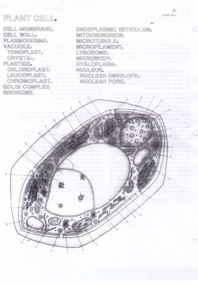 Animal Plant Cell Coloring Worksheet  Coloring  Coloring Home