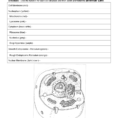 Animal  Plant Cell Worksheet