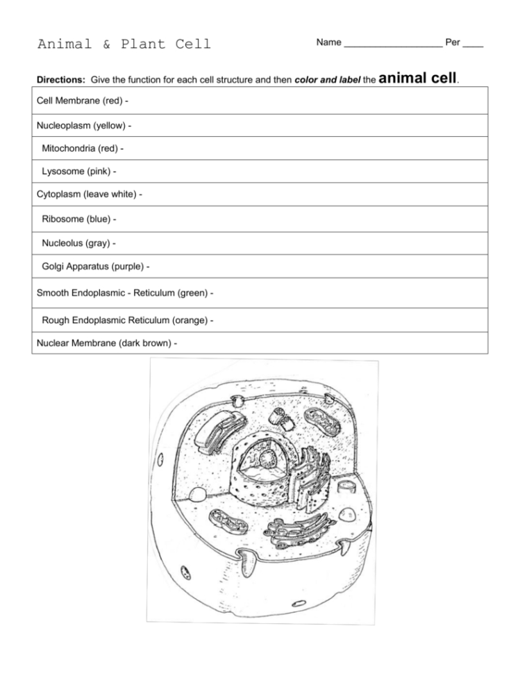 Animal  Plant Cell Worksheet