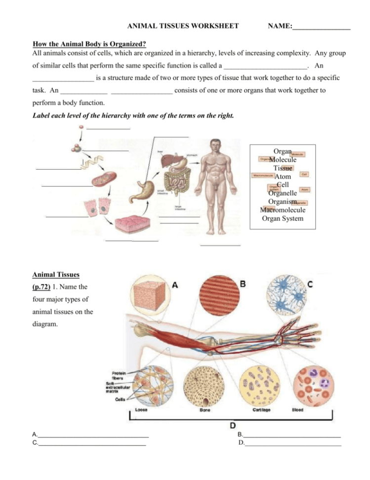 Animal Tissue. Body Organs Worksheet. 4 Types of Tissue. Type of animal Cells Worksheets. Worksheets cells