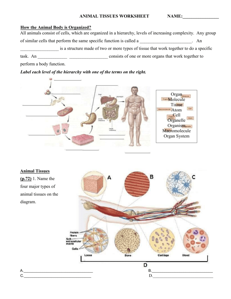 tissue-worksheet-anatomy-answers-db-excel