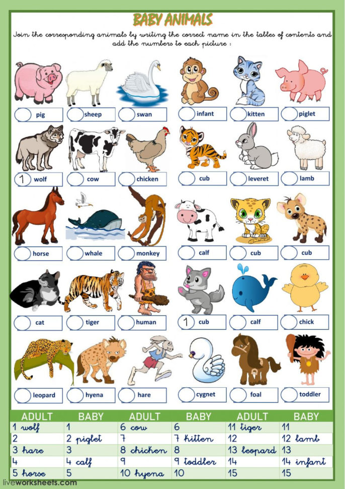 Animals And Their Babies  Interactive Worksheet