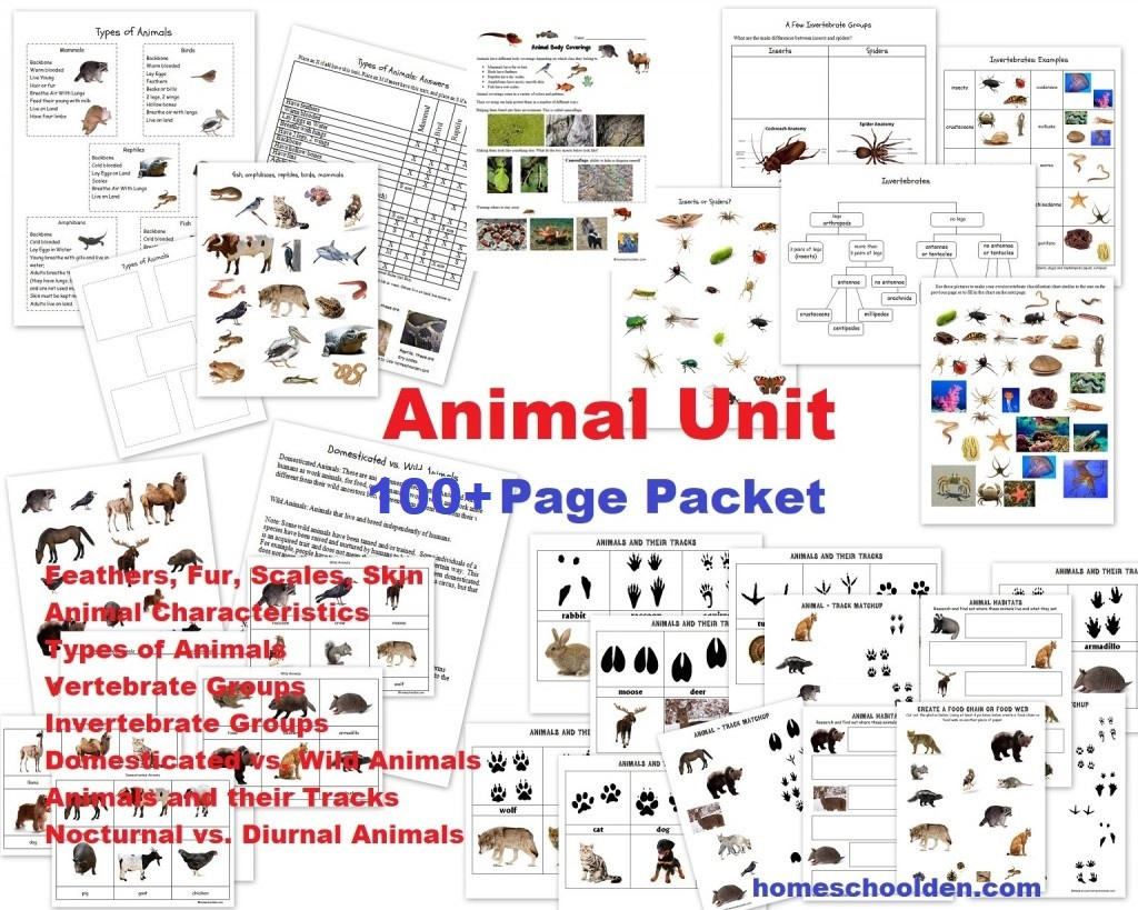 Animals And Their Characteristics Free Worksheet