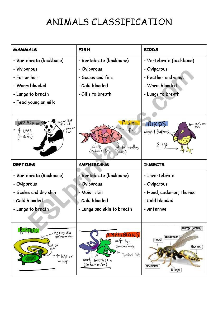 Animals Classification  Esl Worksheetmaniosita