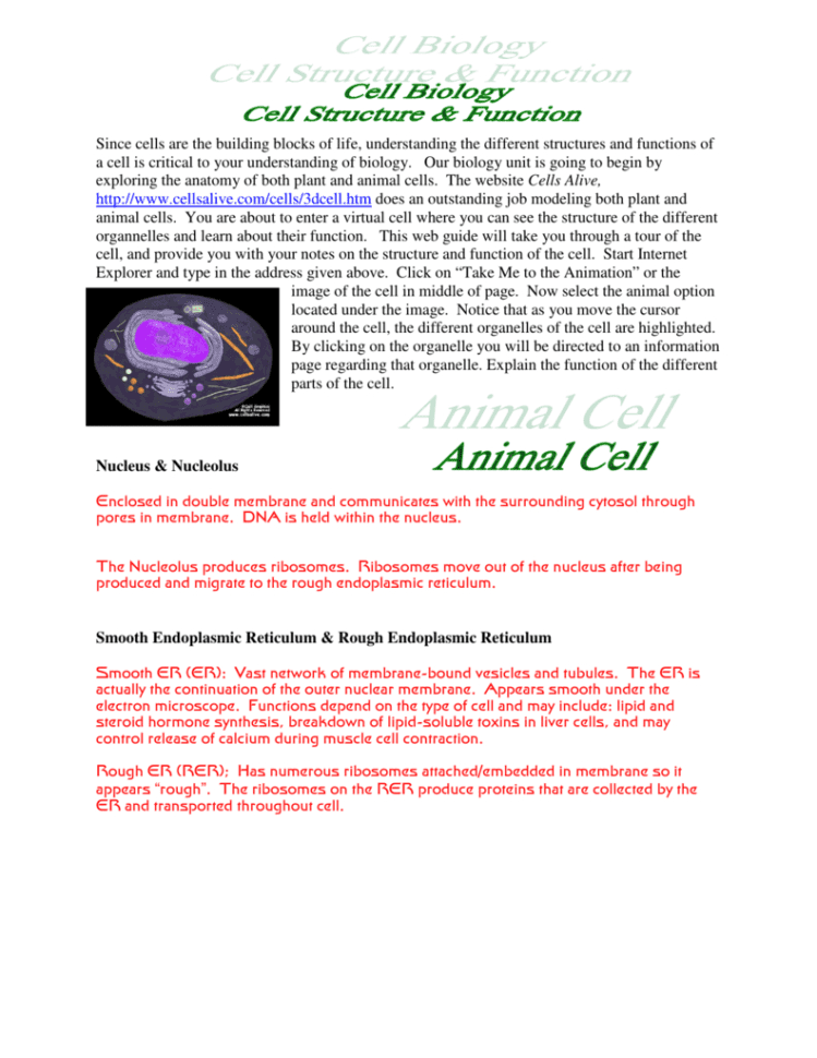 Answer Key For Cells Alive