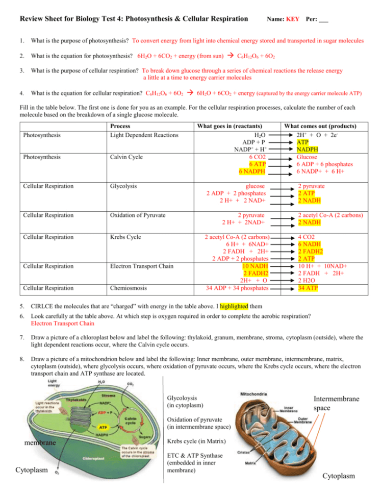 Answer Key For The Review Worksheet