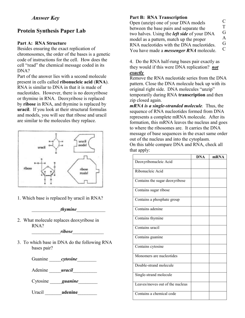 Protein Synthesis Worksheet Answer Key Part A | db-excel.com
