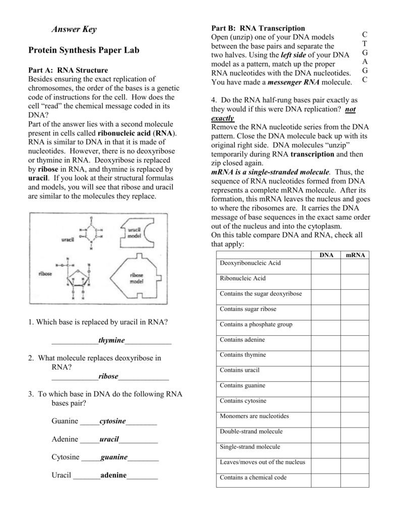 Protein Synthesis Worksheet Answer Key Part A Db excel
