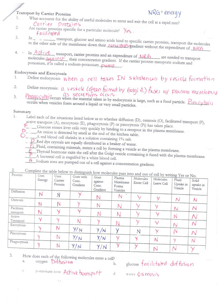Answer Keys Cell Membrane Worksheets  Ms Ghtaura's Class