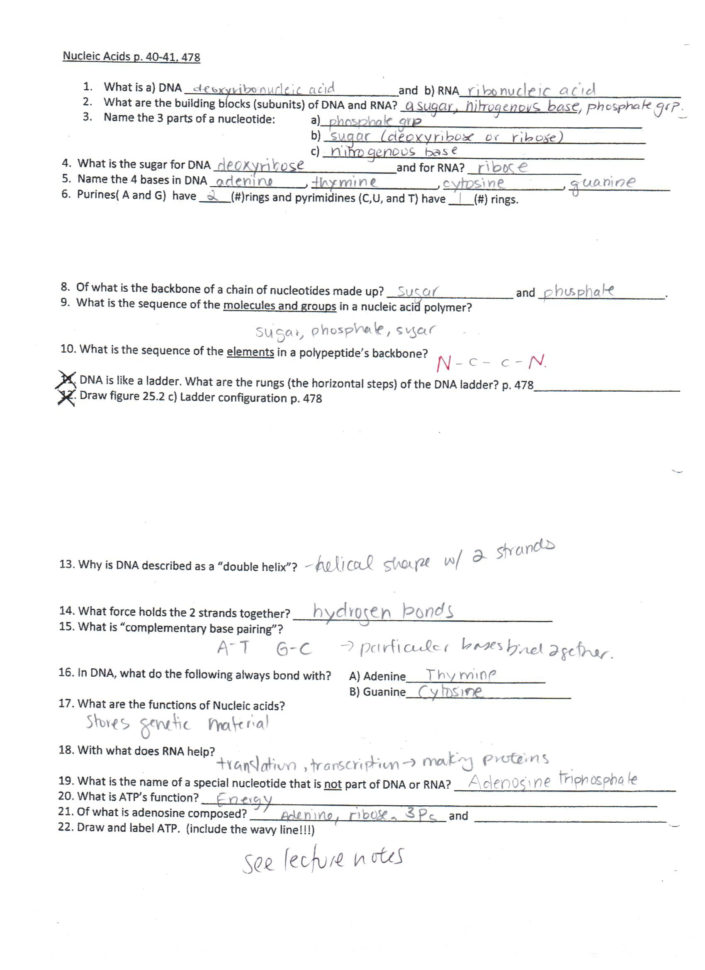 Answers Lipids Nucleic Acids And Organic Molecules  Ms