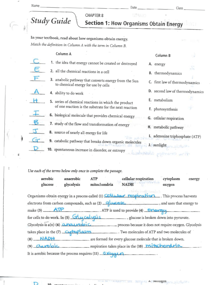 Chapter 9 Energy In A Cell Worksheet Answer Key — db-excel.com