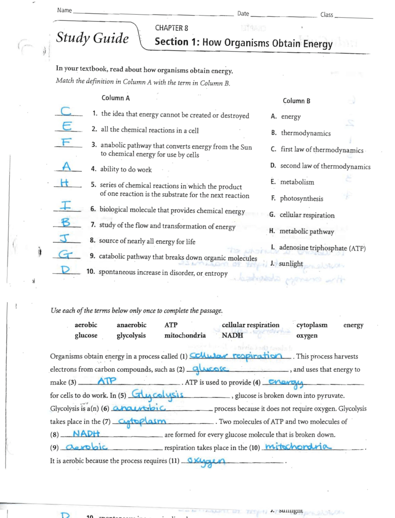 Answers To The Energy And Photosynthesis Study Guide | db ...