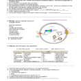 Ap Biology Ch11 Cell Communication Worksheet