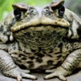 Are There Really Hallucinogenic Frogs  Howstuffworks