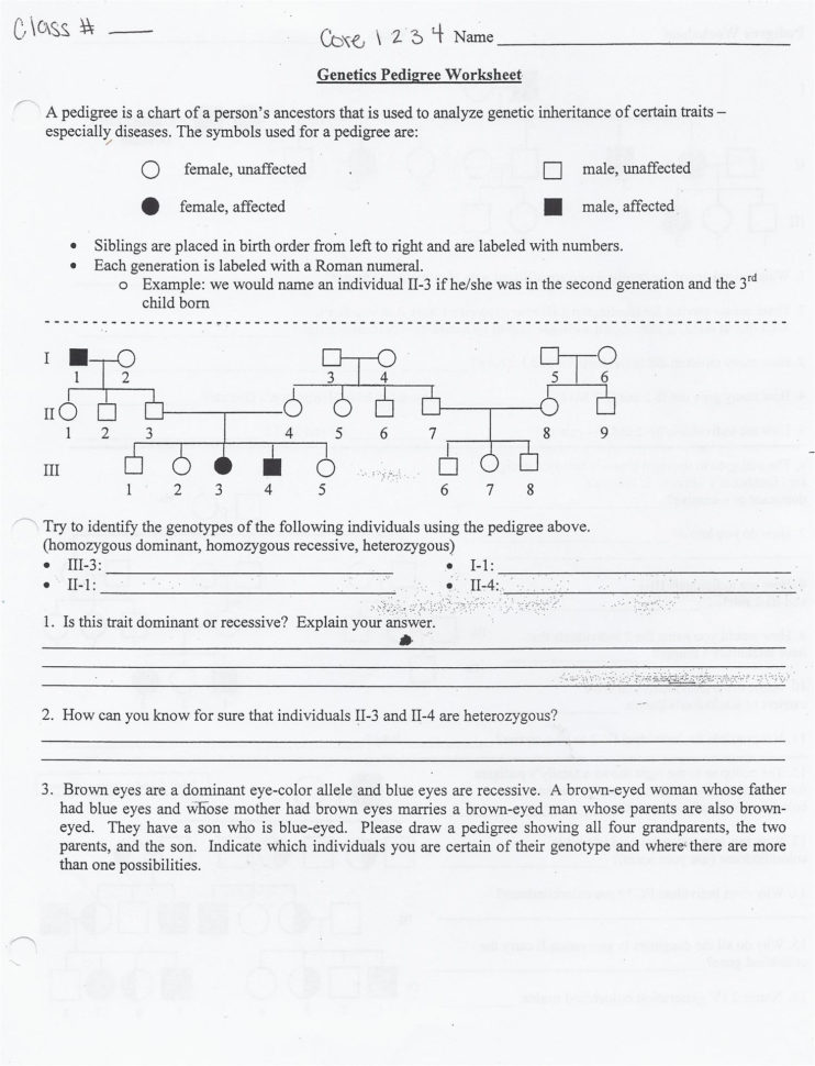 As If Pedigree Worksheet Answers Jpg Id 441335