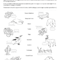 Ask A Biologist  Biome Matching Game