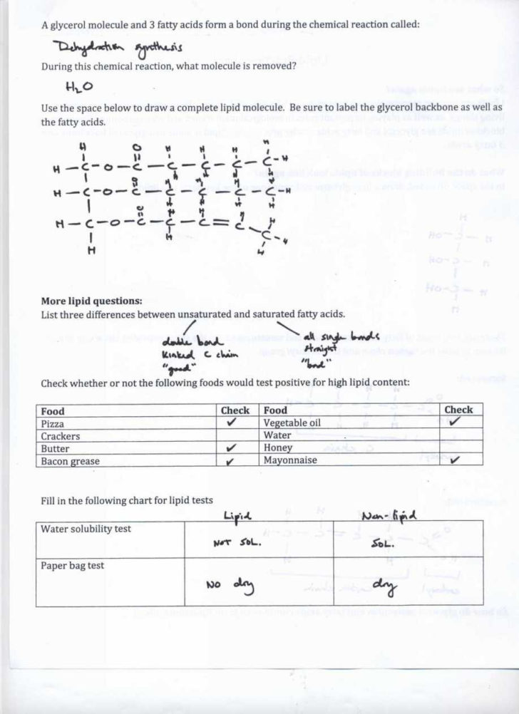 Atoms And Ions Worksheet Answer Key
