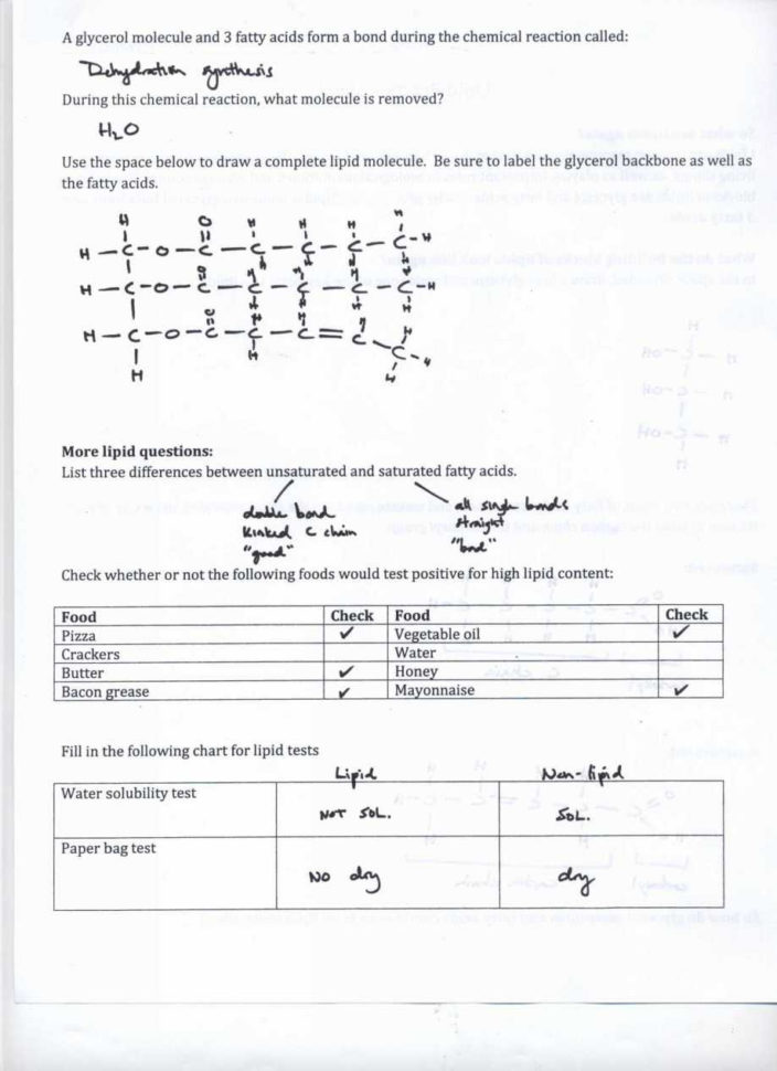 Atoms Ions And Isotopes Worksheet Answers Mean Median Mode Range