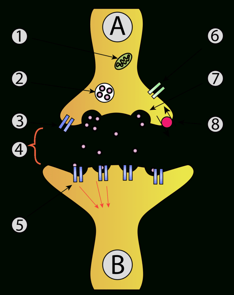 Axon Terminal  Wikipedia