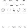 Baby Animals  English Esl Worksheets