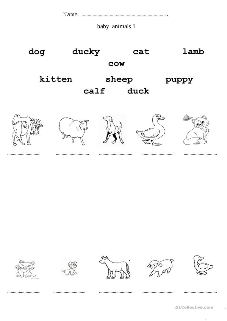 Baby Animals  English Esl Worksheets